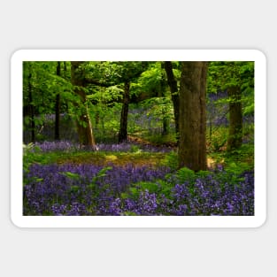 English Bluebell Woodland Sticker